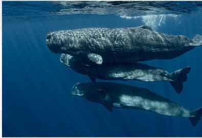 Grupo de centíficos logran hablar con una ballena usando ia 