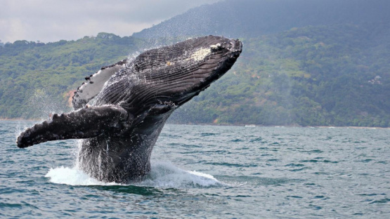 Grupo de Científicos logran hablar con una ballena usando IA 